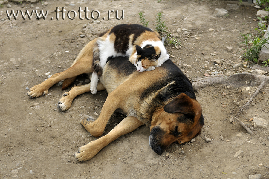 фотография животных фото собаки и кошки